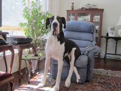 Morgan – Great Dane survivor of Osteosarcoma – 18 months remission from ...